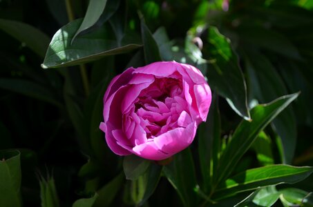 Green pink flower photo