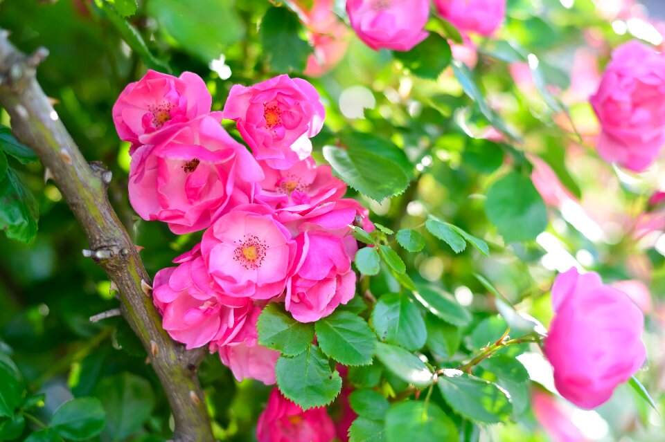 Rose garden plant flowers