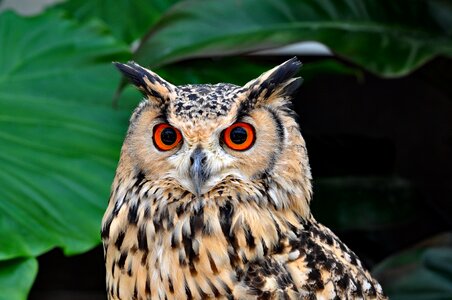 Owl bird birds of prey photo