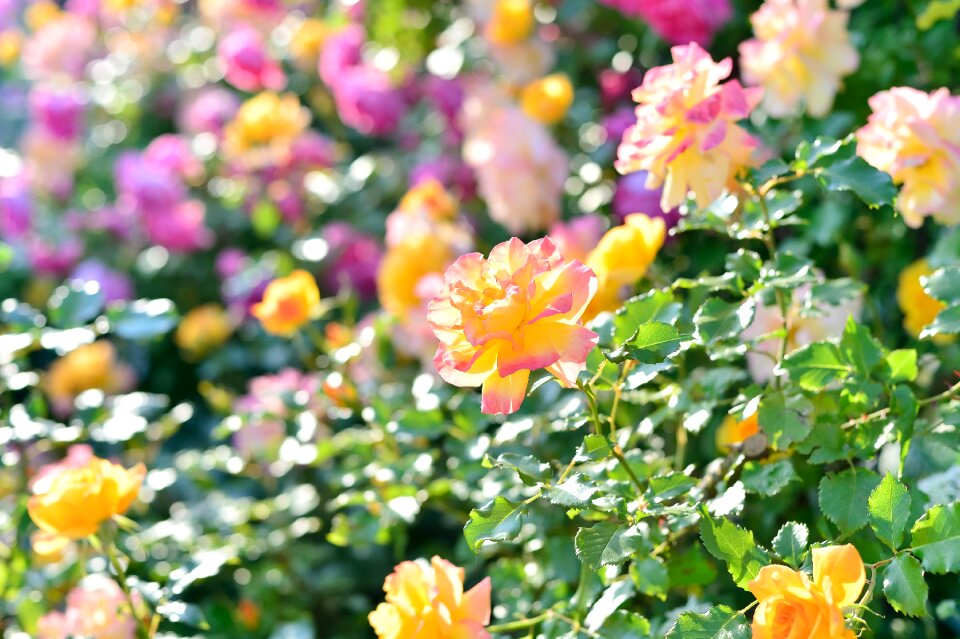 Rose garden plant flowers