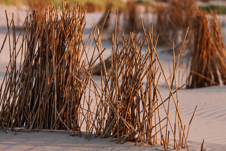 Beach grass dune sand
