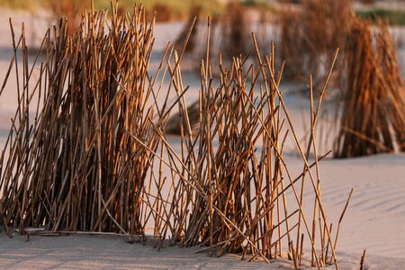 Beach grass dune sand photo