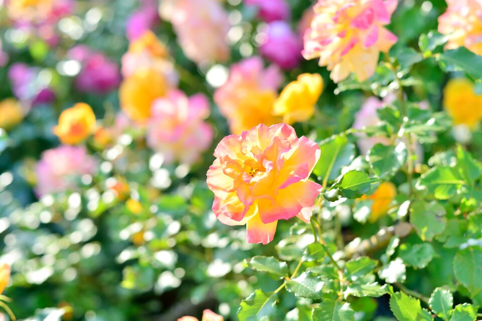 Rose garden plant flowers