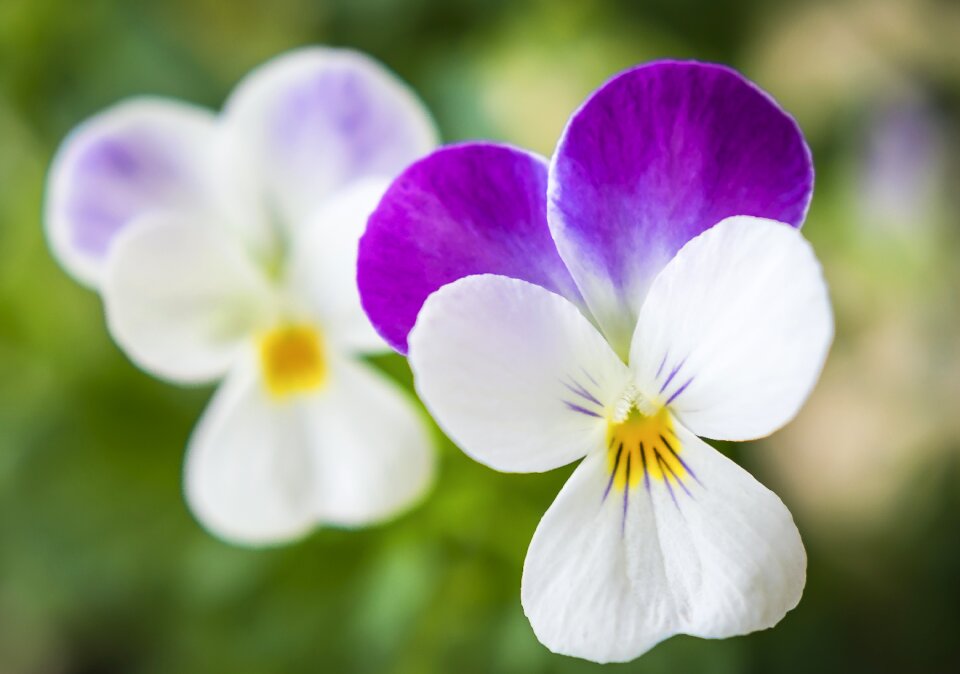 Garden plant bloom