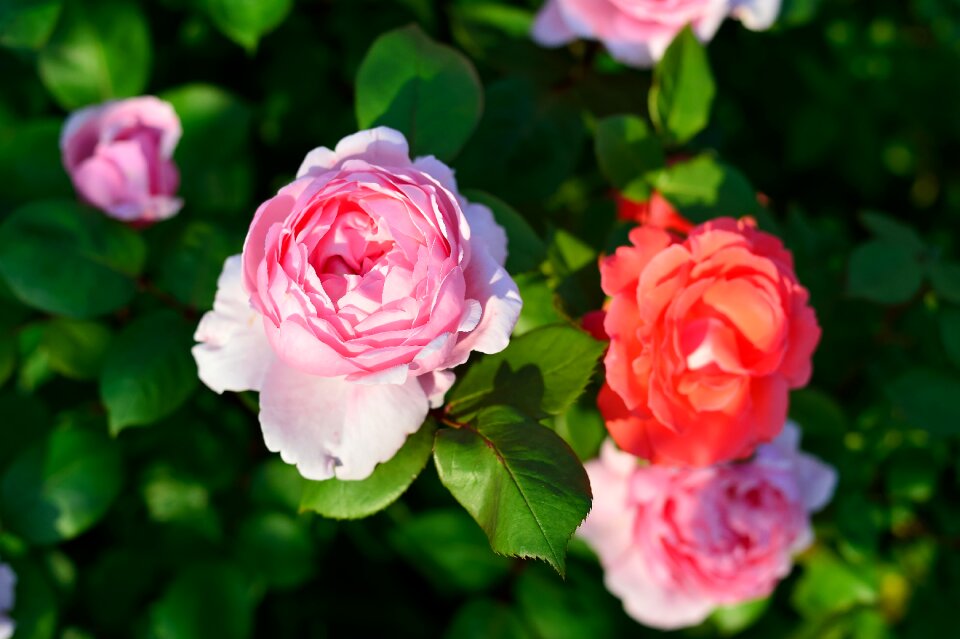 Rose garden plant flowers