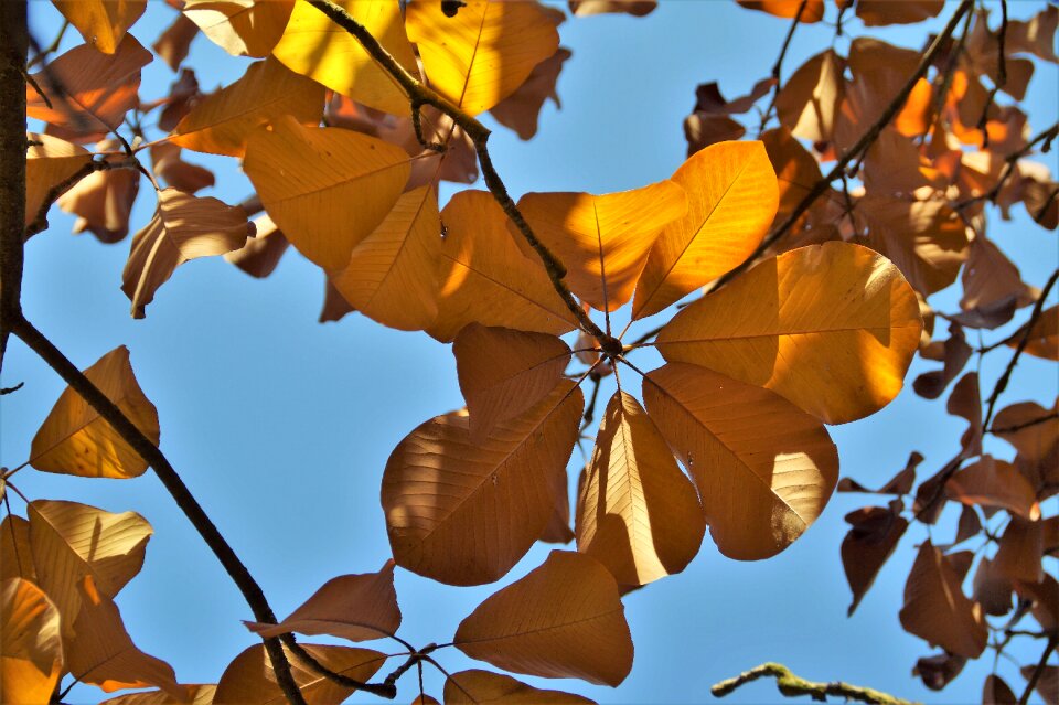 Colored colors of autumn shines through