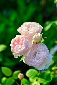 Rose garden plant flowers