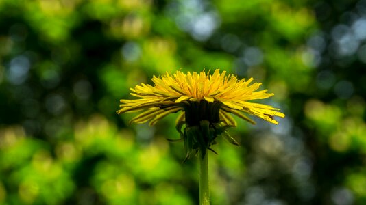 Summer growth dandelion photo