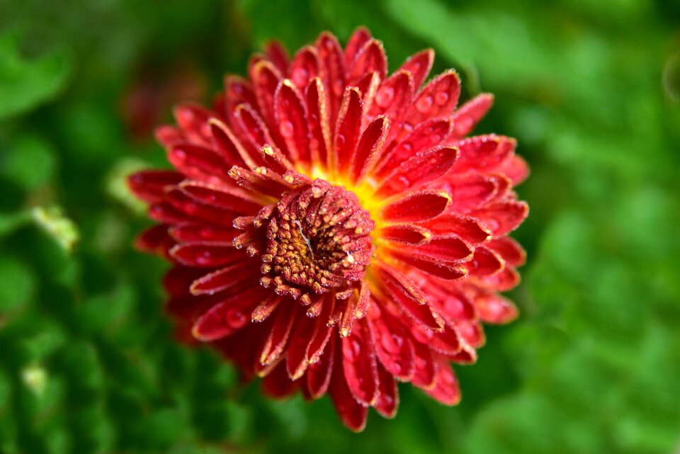 Bloom moist wet