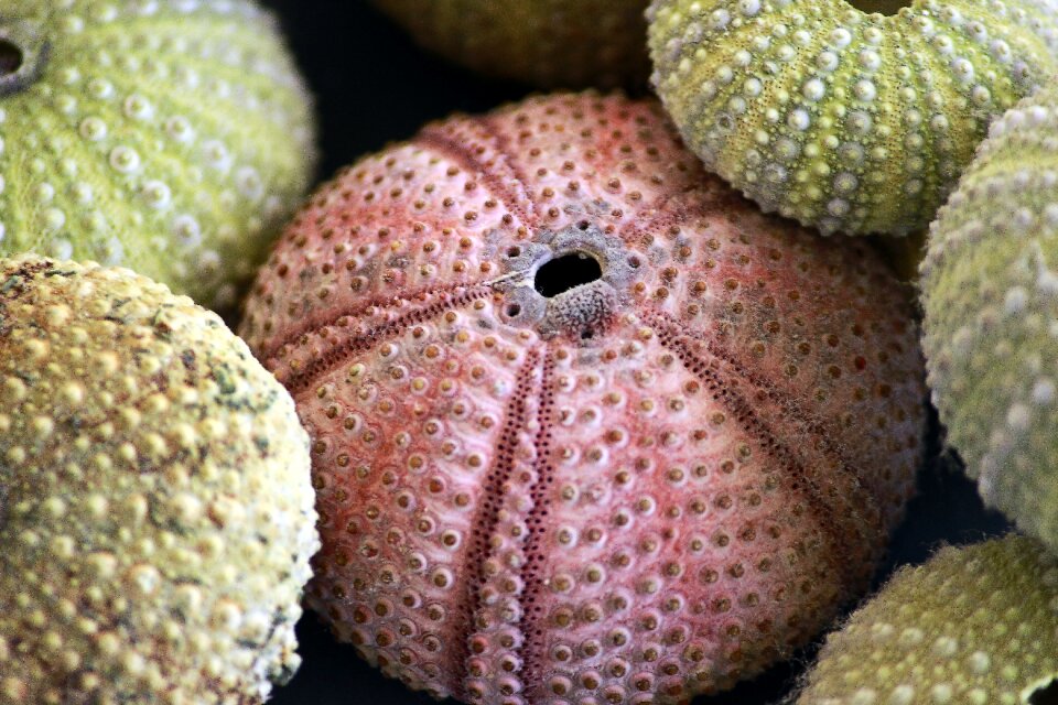 Colors sea ​​bottom decoration