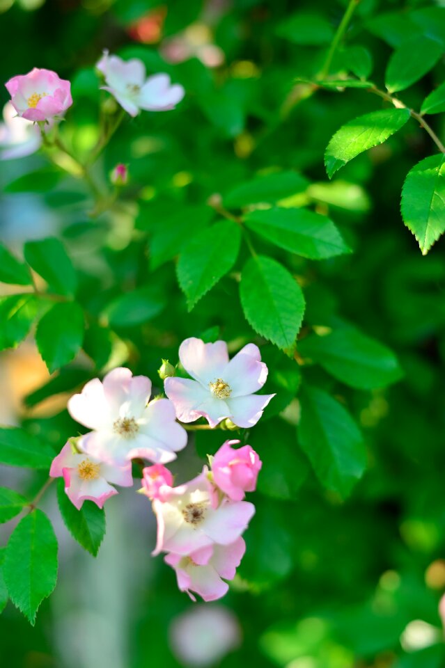 Rose garden plant flowers