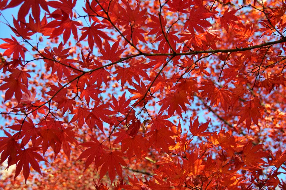 Colored colors of autumn shines through