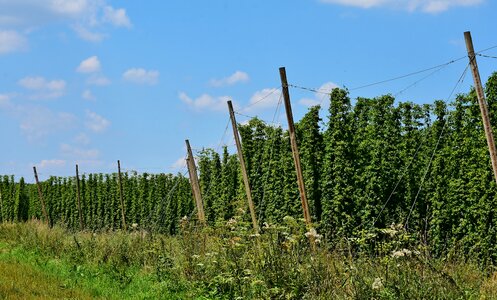 Bavaria hallertau holledau photo