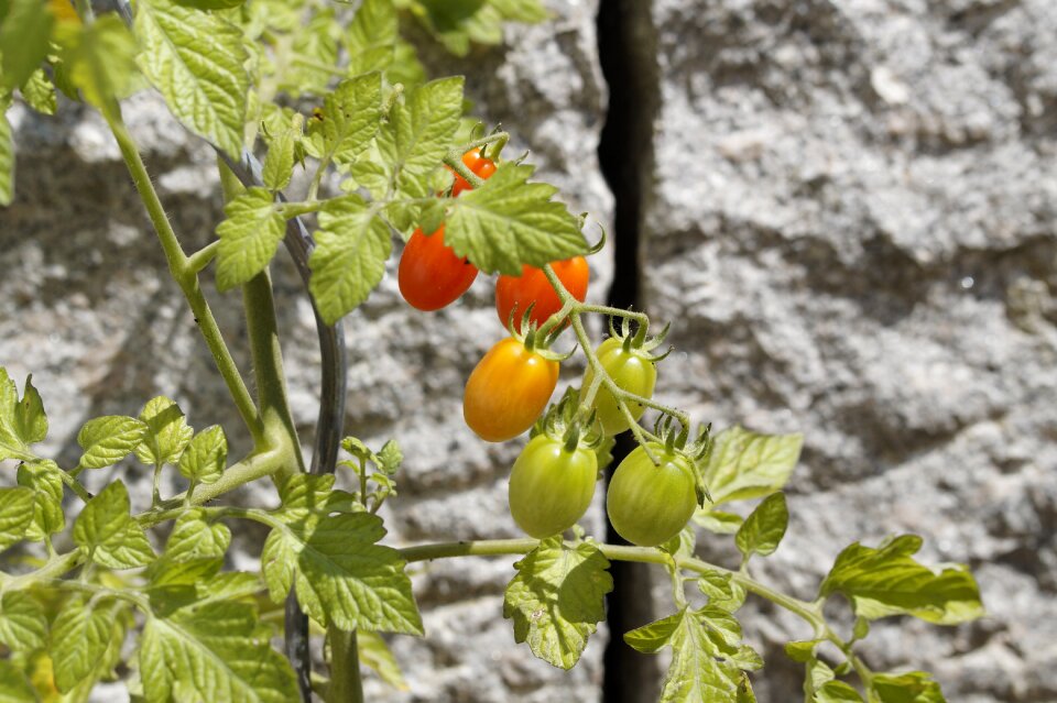Vegetables vegetable garden vegetable growing