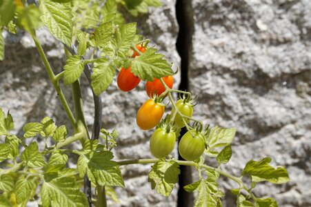 Vegetables vegetable garden vegetable growing photo