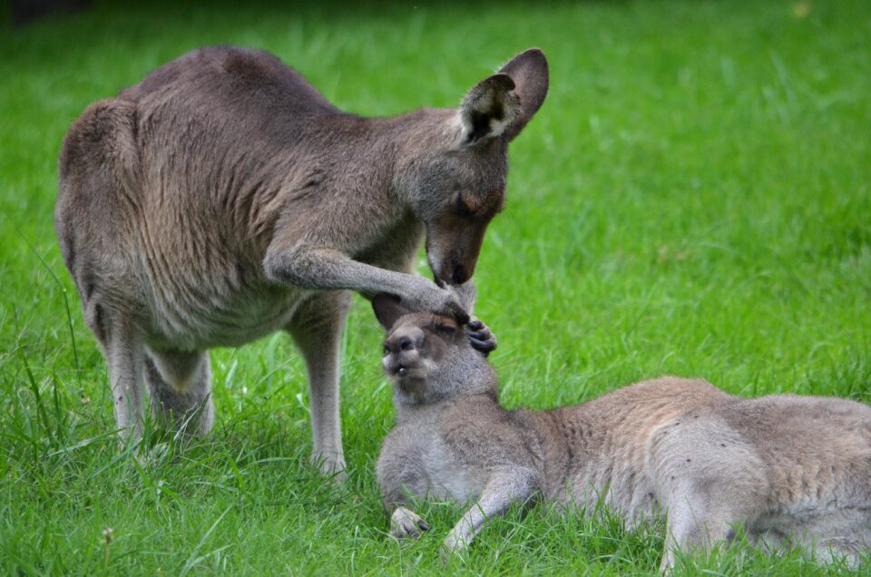 Ear parent mother