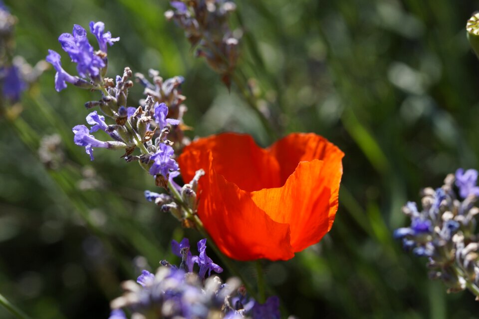 Lavender poppy flower plant