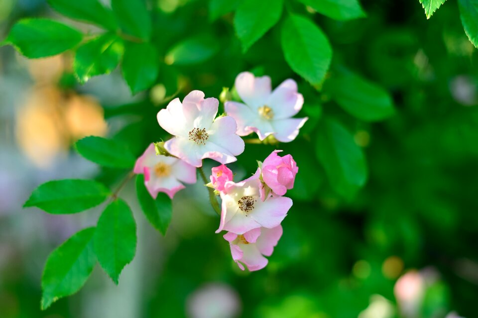Rose garden plant flowers