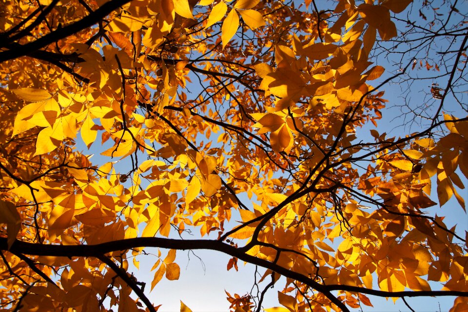 Colored colors of autumn shines through