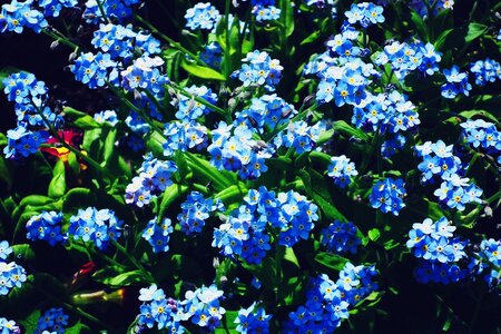 Blue spring plant
