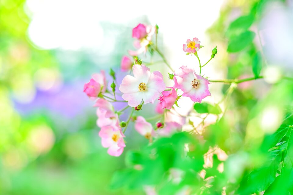 Rose garden plant flowers