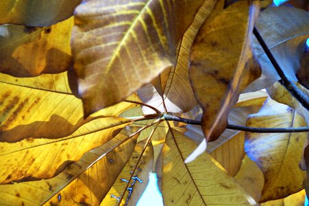 Colored colors of autumn shines through photo