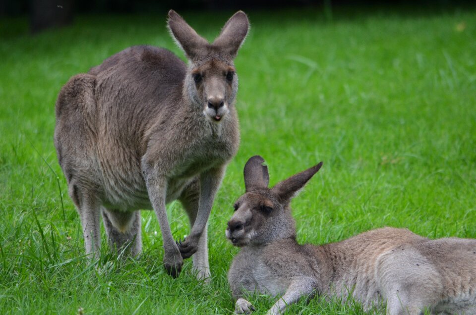 Ear parent mother