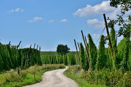 Bavaria hallertau holledau photo