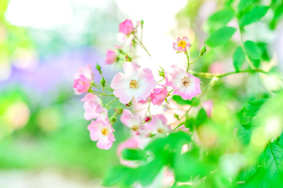 Rose garden plant flowers