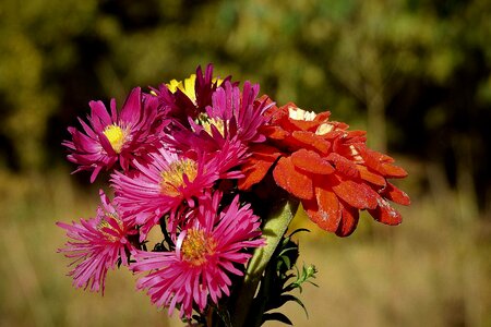 Bouquet colorful beauty
