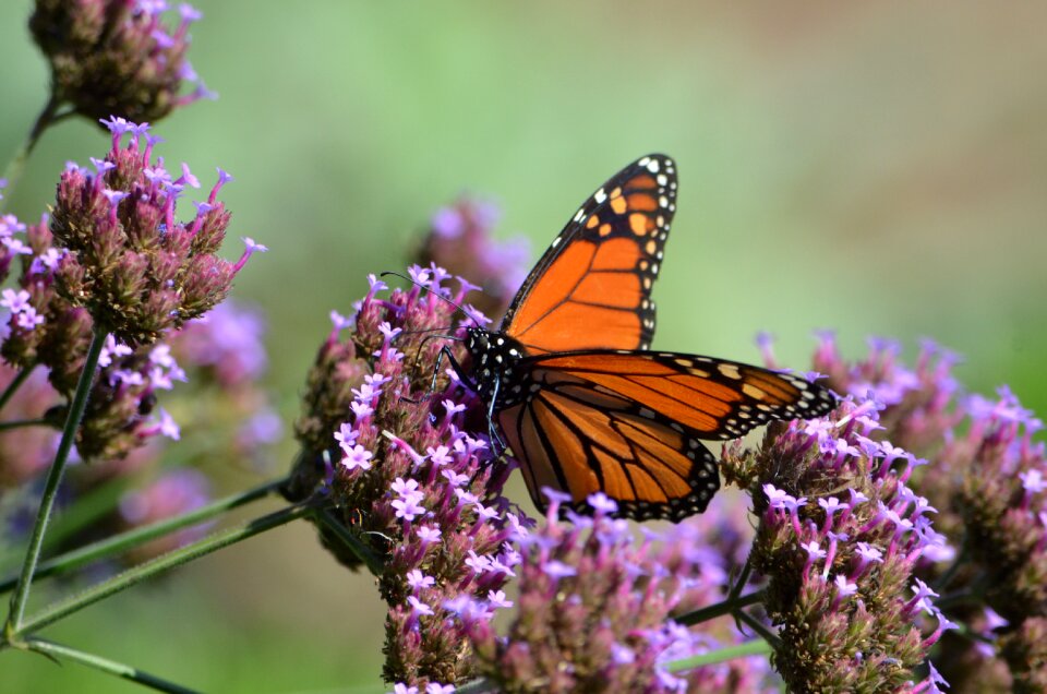 Nature butterflies colorful