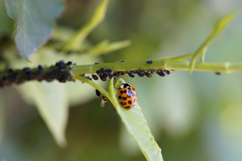 Lice pest control eating the enemy