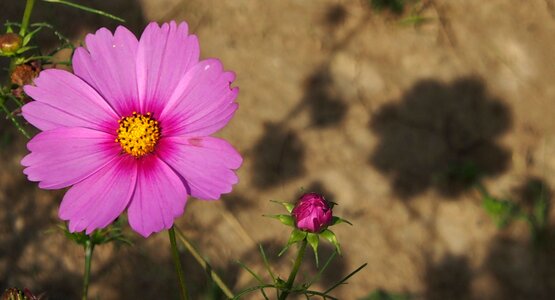 Autumn cosmos leaflet leaved schmuckblume photo