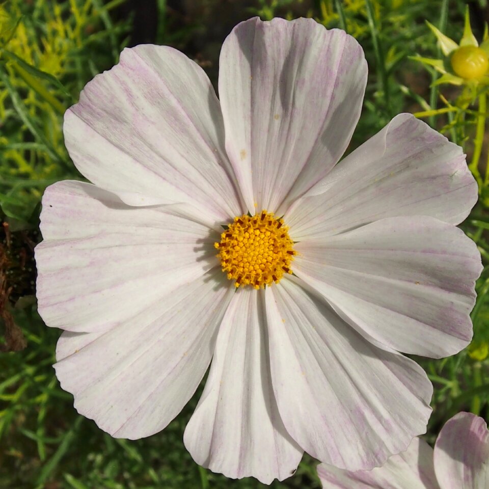 Flower blossom cosmos leaflet leaved schmuckblume