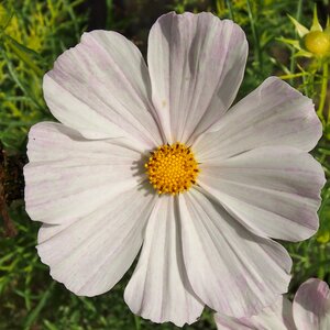 Flower blossom cosmos leaflet leaved schmuckblume photo