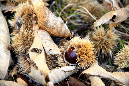 Peel autumn fallen