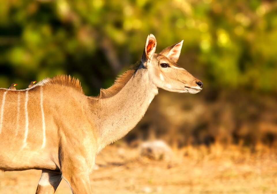 Deer animal wildlife