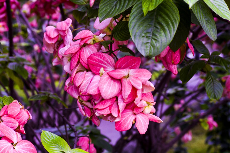 Tree leaves colorful leaves pink flower