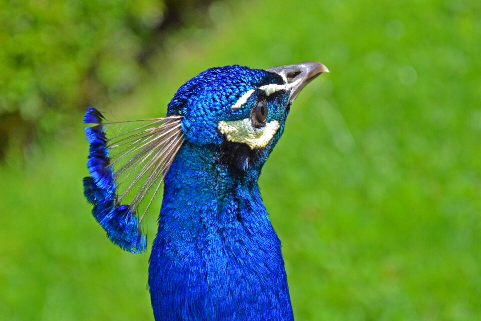 Meadow green animal
