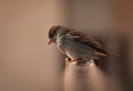 Macro kuşlar birds photo