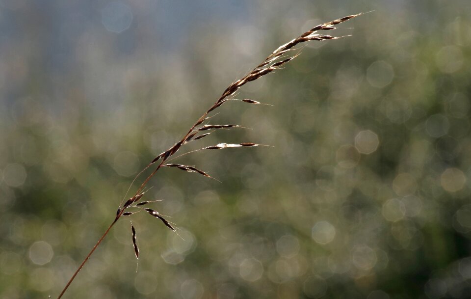 Dewdrop morgentau grass
