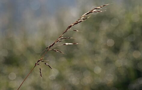 Dewdrop morgentau grass