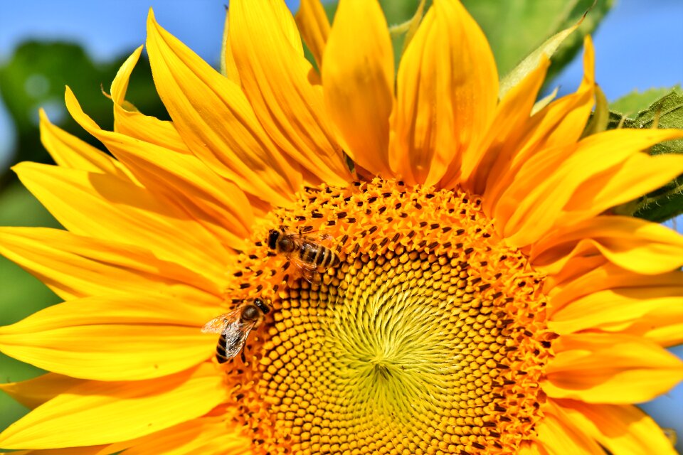 Blossom bloom bees
