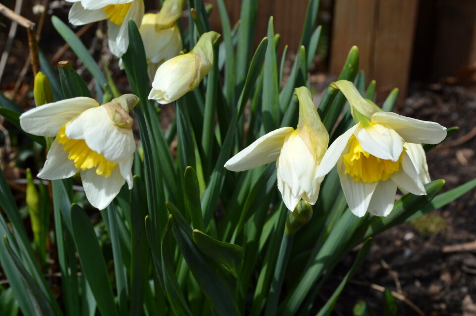 Daffodils flowers spring