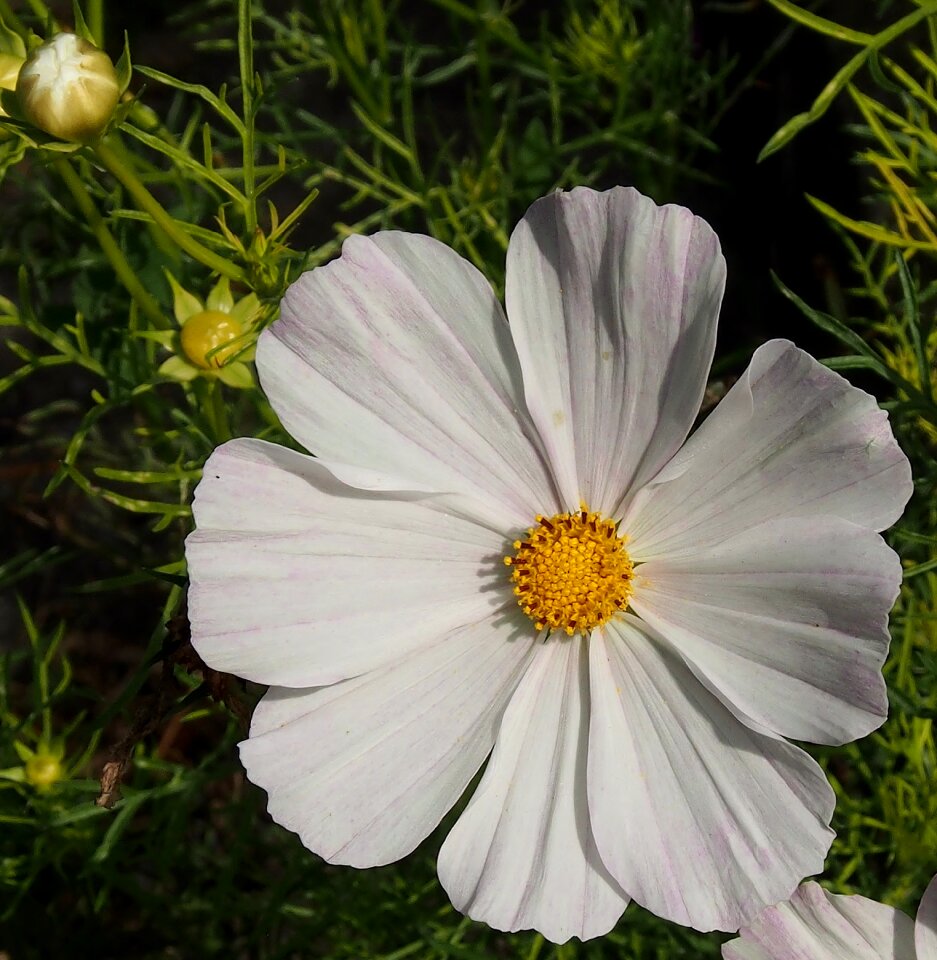 Flower blossom cosmos leaflet leaved schmuckblume