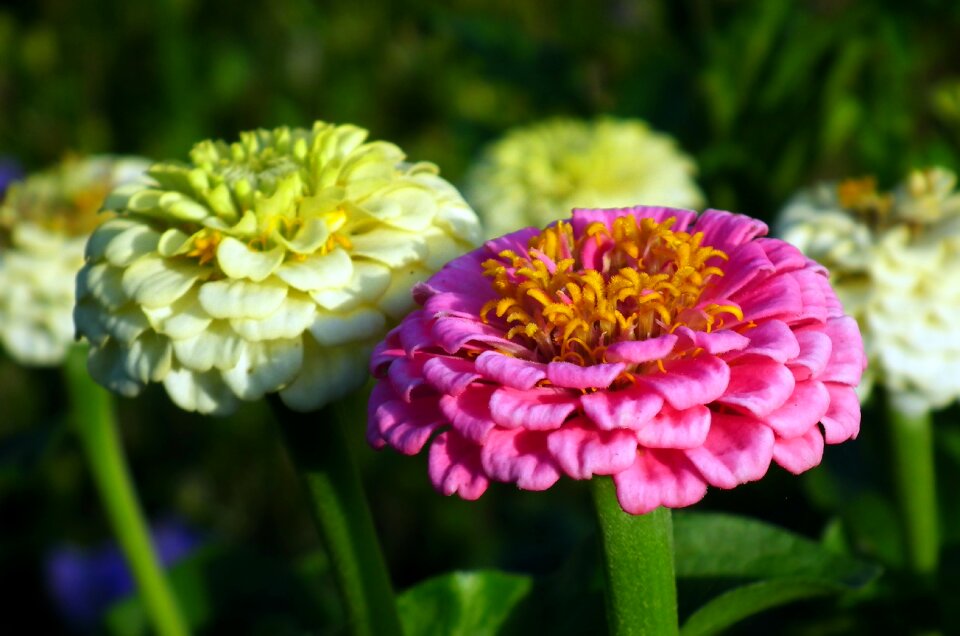 Garden macro nature photo