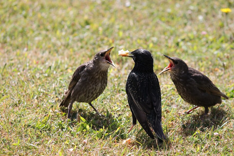 Young animals hunger feed