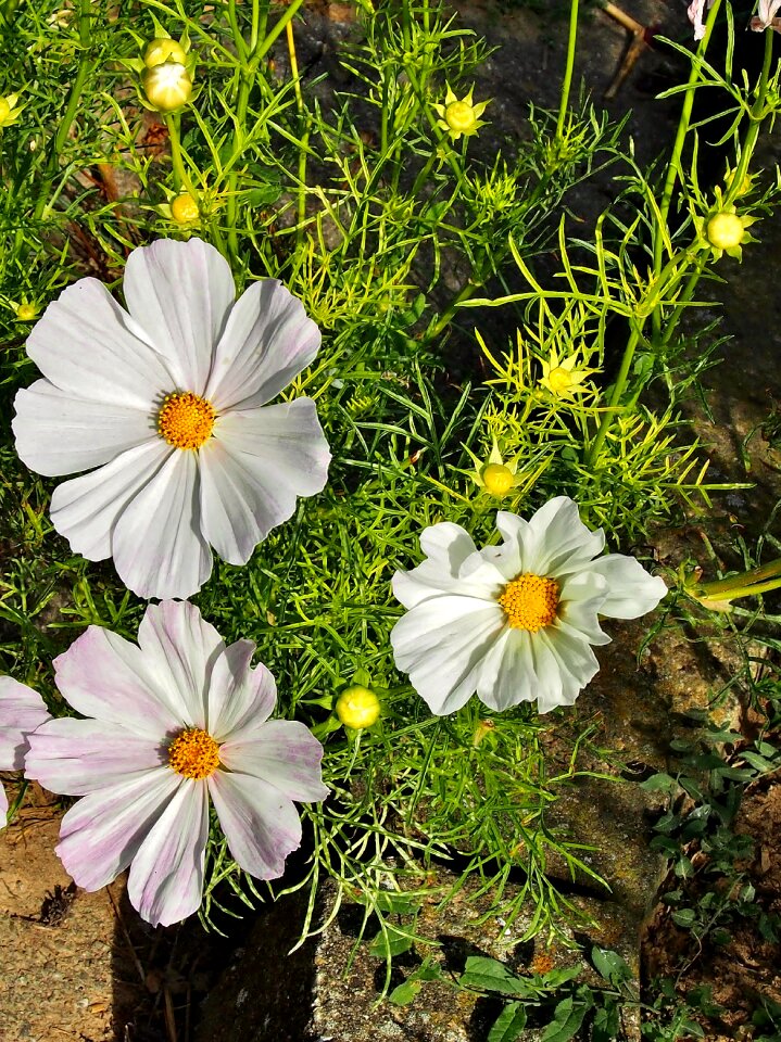 Flowers autumn flower blossom