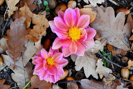 Flowers litter figure