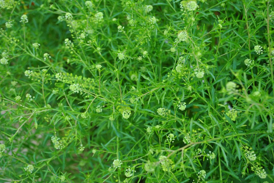 Flowers wildflower white flowers